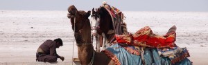 camels desert india