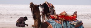 camels desert india