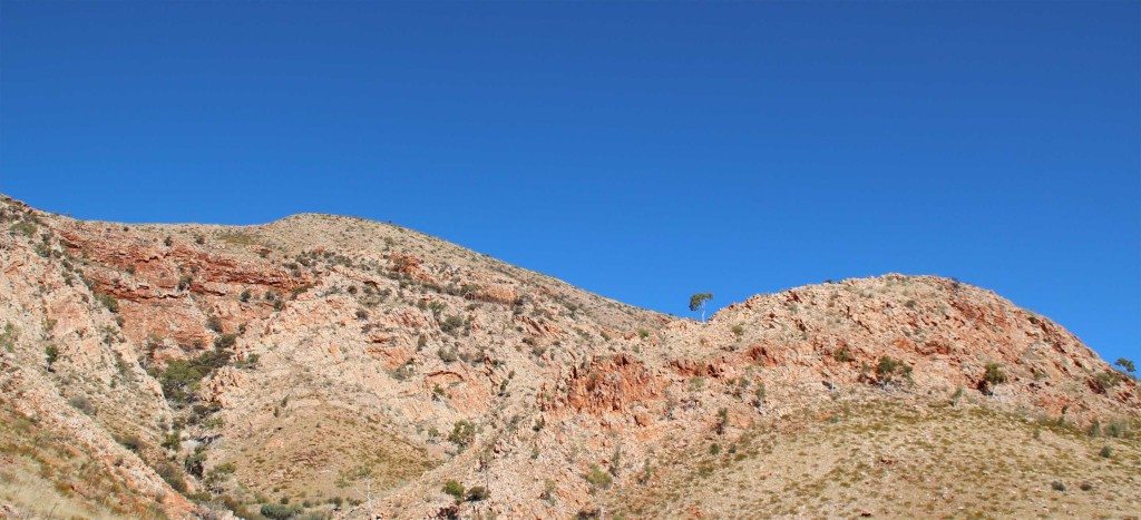 Ghost gum on the ridgeline, Ormiston Gorge.