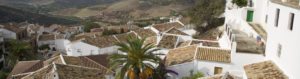 Tall palm trees standing over buildings with white walls in Andalucia, seen on our walking tours Spain | EPIcURIOUS travel
