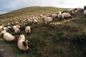 Many white wooly sheep on a green hillside, a feature of our Camino de Santiago luxury tours | EPIcURIOUS travel